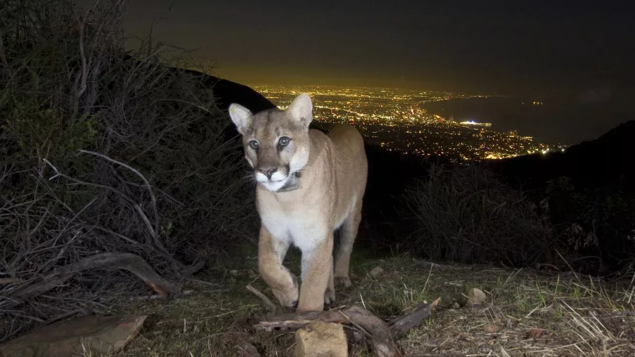 City and Highway Lights Threaten Mountain Lion Habitats School of